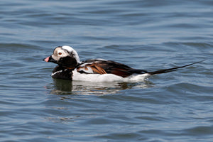 Ringo the Duck