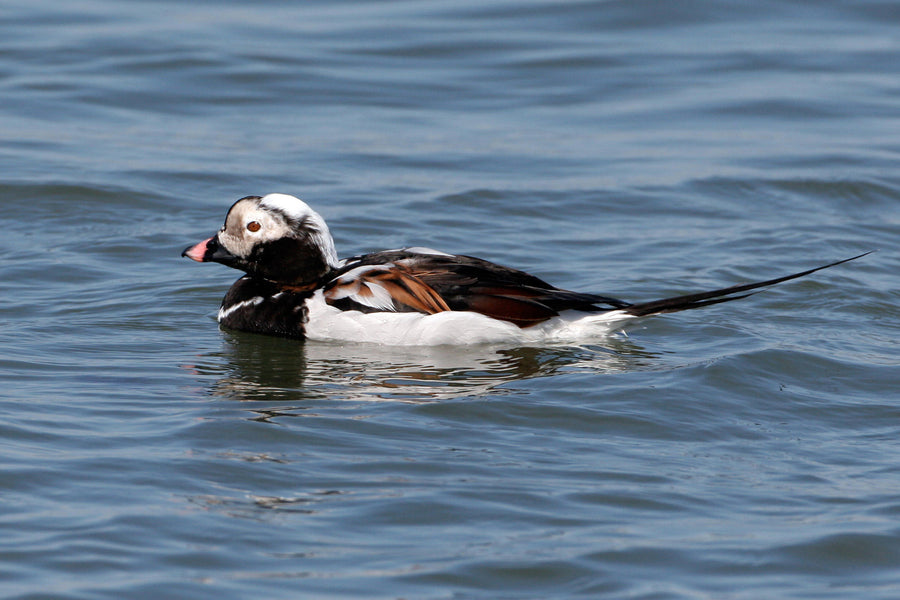 Ringo the Duck