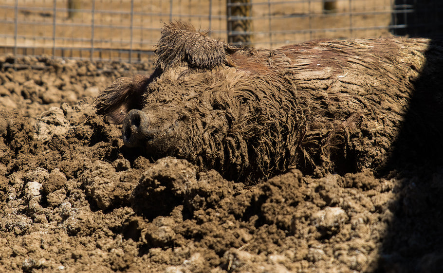 Like a Pig in its Wallow